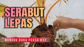 Nunggu Buka Puasa Part 12 || Pruning Daun Bonsai Kelapa Serabut Lepas