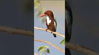 Kingfisher Preaning