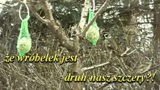 O WRÓBELKU / K. I. Gałczyński