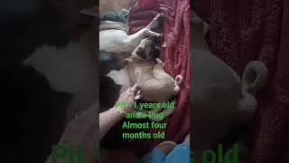 Pit and Pug