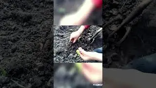 Посадка редиса из стаканчиков !   #посадкаредиса#садогород#садоводыогородники#природа #ютуб#любовь