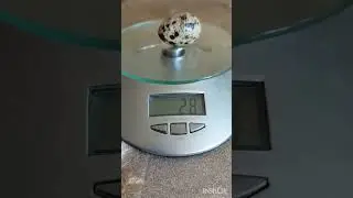 Самое крупное перепелиное яйцо! У кого больше?