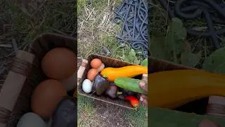 Garden harvest, and collecting eggs in the backyard zone 3 #shorts #garden