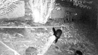 Bobcat in my backyard!
