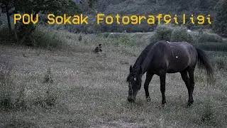 POV Street Photography - I Photographed Horses - 35mm FUJIFILM X-T30
