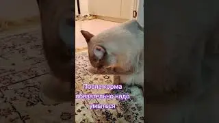 #tiktok  #рекомендации #shortvideo #shorts #reels #кот #тайский