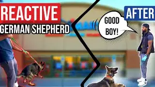 WALK Your REACTIVE Dog with Confidence Today!