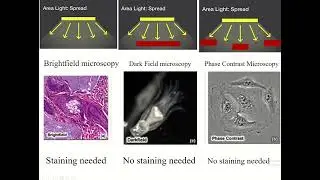 Principles of bright field, dark field & phase contrast microscopy 