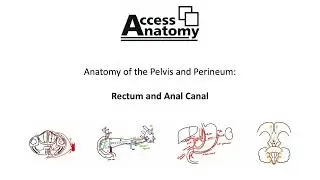 Anatomy of the Pelvis and Perineum 5 - Rectum and Anal Canal
