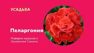 Пеларгония Маверик красная и Зональная Симона|Обзор от Таисии Георгиевны|УСАДЬБА-СЕМЕНА