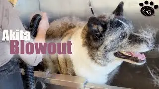 Akita Blowout!  Kick back, relax, and enjoy, knowing that it's not *you* doing this job! 😅