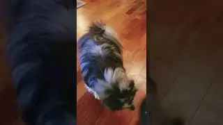 Zeus plays with a balloon