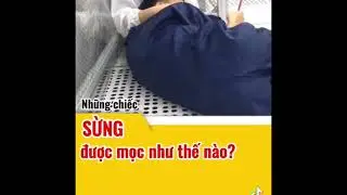 Sự tích những chiếc Sừng khi vợ đi làm Công ty