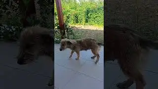 oynak 