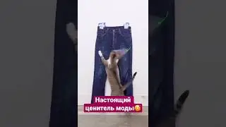 Моя прежде всего! #cat #cats #котики #кот #коты #catshorts