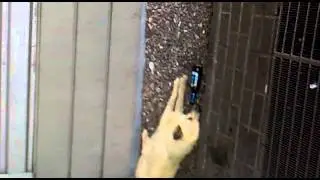 вата вата вата ва та