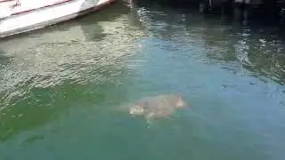 Черепаха Карета - слияние реки Дальян и Средиземного моря