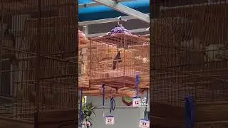 Chim của ad chơi khét quá clip mượn