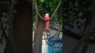 What kind Of Bird