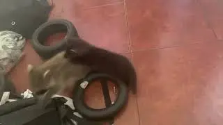 Соболь дерется с енотом! Подружились