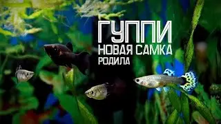 Новая самка гуппи и её мальки!
