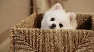 Pomeranian be like