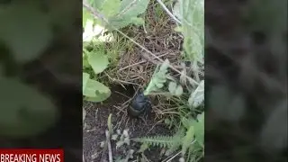 Жук запасается на зиму. Природа