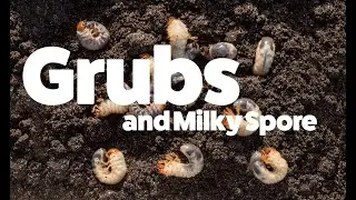 Grubs and MIlky Spore