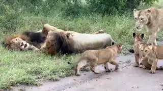 Gijima males with Msuthlu Pride and cubs