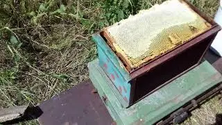 Белая акация  Сколько мёда принёс Узбекский пакет