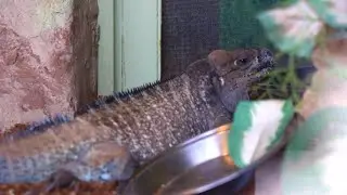 What’s New at Heritage Park Zoological Sanctuary