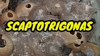 FIZ INSPEÇÕES NAS SCAPTOTRIGONAS