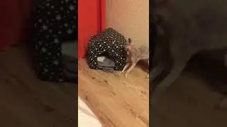 Когда твой дом заняли