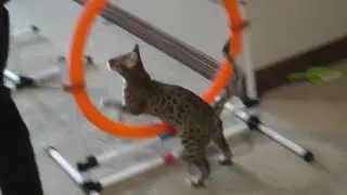 Mover, Cat Agility Demo