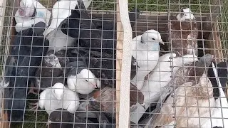#Pigeons