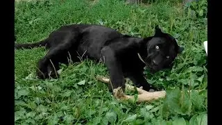 Ягуар Мистер Блэк - большой чёрный котик