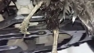 Случи жести на СТО