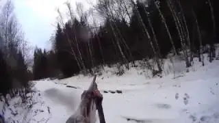 Охота на лося
