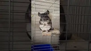 Ну дай последнюю ВКУСНЯШКУ!!!💙💛
