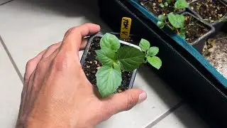 Huerto De Invierno #6 | Así van las plantas!
