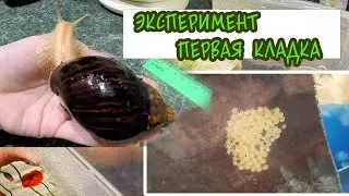 Эксперимент с улитками Ахатина закончился первой кладкой !