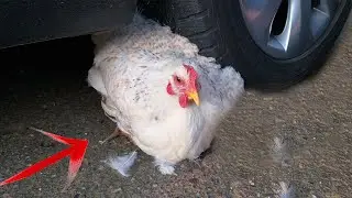 Experiment Car vs CHICKEN ASMR Crushing crunchy & soft things by car!