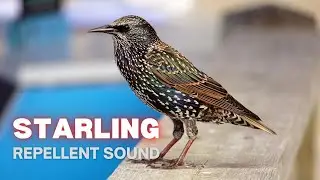 Starling Repellent Sound