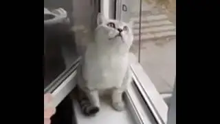 Кот достиг дзен