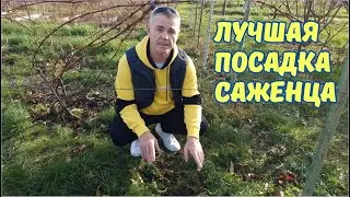 Осенью или весной сажать виноград ???