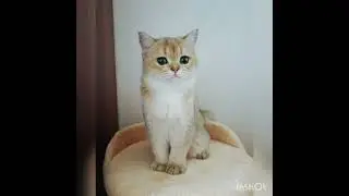 Шотландский вислоухий 🐱#шотландскийвислоухий#тайсон