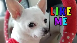 🎉❄🎄❄Бьюти и пожелание на новый год  🐾✅ Чихуахуа мини собачка youtube shorts