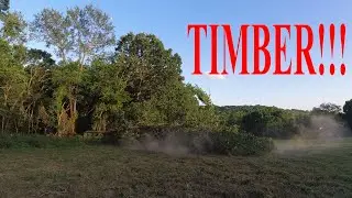 falling huge red oak tree