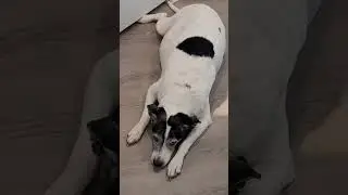 Week 3 CHOP 25 Chemo Treatment For Lymphoma in Dogs - Abby's Update!