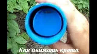 Как поймать крота живьем. Самый гуманный способ.
